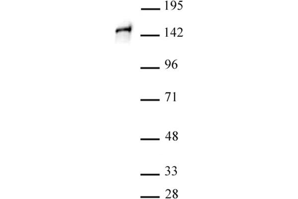 Stromal Antigen 1 anticorps  (C-Term)