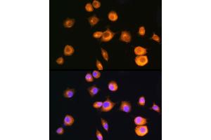 Immunofluorescence analysis of L929 cells using [KO Validated] PKA RIIα (PRKA)/PKR2 Rabbit pAb (ABIN1513416, ABIN3022083, ABIN3022084 and ABIN5663933) at dilution of 1:100 (40x lens). (PRKAR2A anticorps  (AA 1-404))