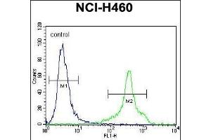 HLA-DQA1 Antibody (N-term) (ABIN656108 and ABIN2837859) flow cytometric analysis of NCI- cells (right histogram) compared to a negative control cell (left histogram). (HLA-DQA1 anticorps  (N-Term))