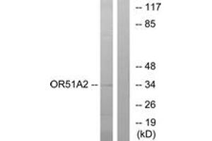 Western Blotting (WB) image for anti-Olfactory Receptor, Family 51, Subfamily A, Member 2 (OR51A2) (AA 201-250) antibody (ABIN2891017) (OR51A2 anticorps  (AA 201-250))
