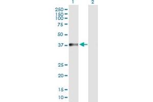 Western Blot analysis of NARG2 expression in transfected 293T cell line by NARG2 MaxPab polyclonal antibody. (NARG2 anticorps  (AA 1-332))