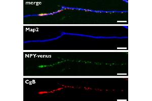Immunocytochemistry (ICC) image for anti-Chromogranin B (Secretogranin 1) (CHGB) (AA 407-677) antibody (ABIN1742518) (CHGB anticorps  (AA 407-677))