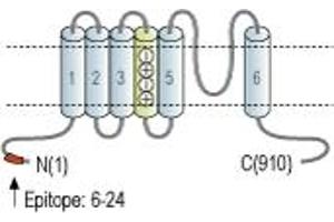 Representative domain view of the target of ABIN7043278.