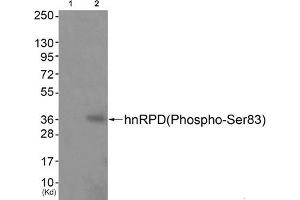 Western blot analysis of extracts from JK cells (Lane 2), using hnRPD (Phospho-Ser83) Antibody. (HNRNPD/AUF1 anticorps  (pSer83))