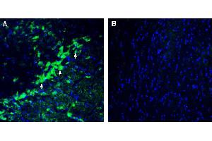Expression of KCNK13 in mouse substantia nigra. (Potassium Channel Subfamily K Member 13 (KCNK13) Peptide)
