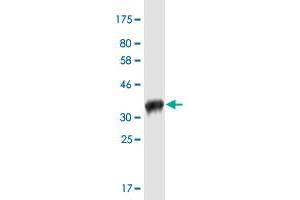 Western Blot detection against Immunogen (35.