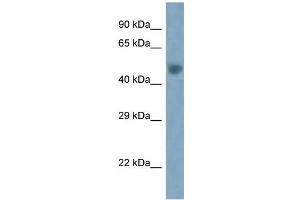 WB Suggested Anti-Arc Antibody   Titration: 1. (ARC (Middle Region) anticorps)