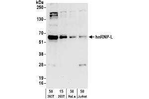 Western Blotting (WB) image for anti-Heterogeneous Nuclear Ribonucleoprotein L (HNRNPL) (AA 350-400) antibody (ABIN7795591) (HNRNPL anticorps  (AA 350-400))