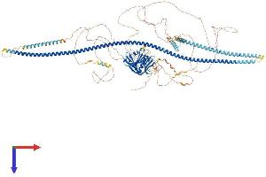 AlphaFold protein structure predicition of Human Recombinant FKBP15 Protein, UniprotID Q5T1M5