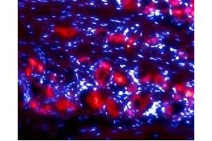 Expression of Ret in rat DRG - Immunohistochemical staining of rat dorsal root ganglia (DRG) frozen sections using Anti-Ret (extracellular) Antibody (ABIN7043600, ABIN7044783 and ABIN7044784), (1:50).