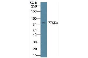 Rabbit Capture antibody from the kit in WB with Positive Control: Hela cell lysate.