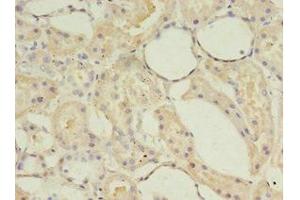 Immunohistochemistry of paraffin-embedded human kidney tissue using ABIN7143242 at dilution of 1:100