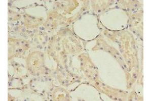 Immunohistochemistry of paraffin-embedded human kidney tissue using ABIN7143242 at dilution of 1:100 (ACOT9 anticorps  (AA 1-212))
