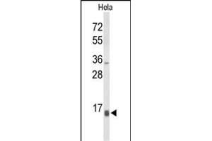 Western blot analysis of NPW Antibody (C-term) (ABIN653596 and ABIN2842964) in Hela cell line lysates (35 μg/lane). (NPW anticorps  (C-Term))