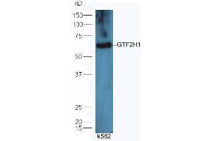 Lane 1: K562 lysates probed with Rabbit Anti-GTF2H1 Polyclonal Antibody, Unconjugated (ABIN873029) at 1:30 overnight at 4 °C. (GTF2H1 anticorps  (AA 201-300))