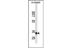 Western blot analysis of LIX1L Antibody (Center) in mouse heart tissue lysates (35ug/lane). (LIX1L anticorps  (Middle Region))