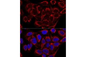 Confocal immunofluorescence analysis of U2OS cells using MRPS16 Polyclonal Antibody  at dilution of 1:100.