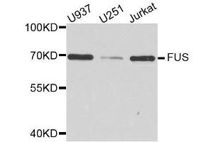 Western blot analysis of extracts of various cell lines, using FUS antibody. (FUS anticorps  (AA 297-526))