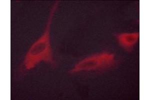 ABIN6267439 staining 293 cells by ICC/IF.