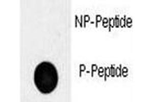 Dot blot analysis of phospho-Oct4 antibody.