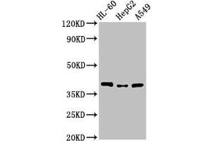 Western Blot Positive WB detected in: HL60 whole cell lysate, HepG2 whole cell lysate, A549 whole cell lysate All lanes: MCU antibody at 3. (MCU anticorps  (AA 155-233))