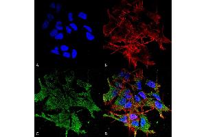 Immunocytochemistry/Immunofluorescence analysis using Mouse Anti-SHANK (pan) Monoclonal Antibody, Clone S23b-49 . (SHANK2 anticorps  (AA 84-309))