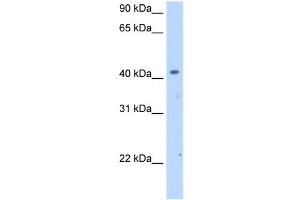 SLC25A24 antibody used at 2. (SLC25A24 anticorps)