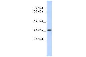 KLF14 antibody used at 1. (KLF14 anticorps  (N-Term))
