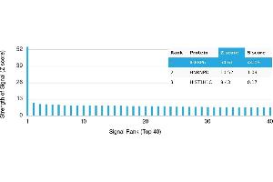 Protein Array (PAr) image for anti-Insulin-Like Growth Factor Binding Protein 6 (IGFBP6) antibody (ABIN7455973)