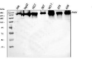 Western blot analysis of FASN using anti-FASN antibody (ABIN3044520). (Fatty Acid Synthase anticorps  (AA 1-226))