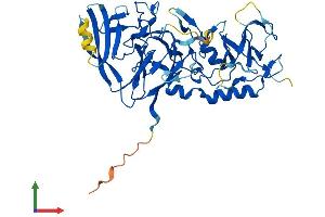 AlphaFold protein structure predicition of Human Recombinant PELI2 Protein, UniprotID Q9HAT8