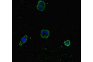 Immunofluorescent analysis of HepG2 cells using ABIN7170352 at dilution of 1:100 and Alexa Fluor 488-congugated AffiniPure Goat Anti-Rabbit IgG(H+L) (SNX14 anticorps  (AA 601-893))