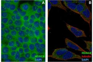 Immunocytochemistry staining of HDAC6 in formaldehyde-fixed and Triton-permeabilized HEK-293T cells (A) and SH-SY5Y cells (B) by mouse monoclonal antibody 3D2, followed by anti-mouse Alexa Fluor 488 (green), DNA indicated by DAPI (blue).