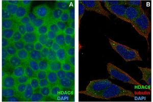 Immunocytochemistry staining of HDAC6 in formaldehyde-fixed and Triton-permeabilized HEK-293T cells (A) and SH-SY5Y cells (B) by mouse monoclonal antibody 3D2, followed by anti-mouse Alexa Fluor 488 (green), DNA indicated by DAPI (blue). (HDAC6 anticorps)