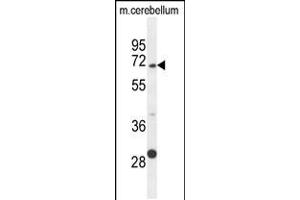 Western blot analysis in mouse cerebellum tissue lysates (35ug/lane). (GPC5 anticorps  (N-Term))