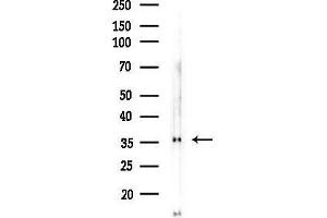Western blot analysis of lysates from COLO205 cells(heat-shock,45 min treatment), using GPSN2 Antibody at 1/1000 dilution.