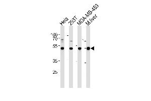 GSS Antibody (C-term) (ABIN390882 and ABIN2841094) western blot analysis in Hela,293T,MDA-MB-453 cell line and mouse liver tissue lysates (35 μg/lane). (Glutathione Synthetase anticorps  (C-Term))