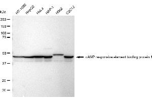 Western blotting analysis using cAMP responsive element binding protein 1 antibody (ABIN7797855).