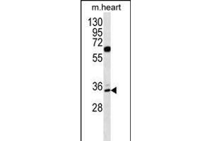 ZN Antibody (N-term) (ABIN656322 and ABIN2845621) western blot analysis in mouse heart tissue lysates (35 μg/lane). (ZNF146 anticorps  (N-Term))