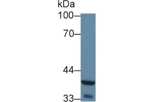 Western Blot; Sample: Mouse Liver lysate; Primary Ab: 5µg/ml Rabbit Anti-Mouse WNT5A Antibody Second Ab: 0. (WNT5A anticorps  (AA 62-380))
