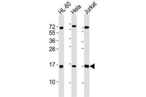 Western blot testing of SUMO1 antibody at 1:4000 dilution.