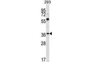 NPTN Antibody (N-term) western blot analysis in 293 cell line lysates (35µg/lane).