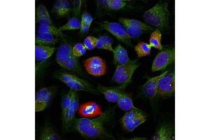 Immunofluorescence staining of methanol-fixed HeLa cells using BCL-XL (phospho-Ser62) antibody.