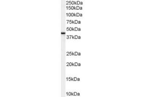 Western Blotting (WB) image for anti-ER Lipid Raft Associated 2 (ERLIN2) (C-Term) antibody (ABIN2465664) (ERLIN2 anticorps  (C-Term))