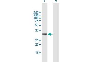 Western Blot analysis of GGPS1 expression in transfected 293T cell line by GGPS1 MaxPab polyclonal antibody. (GGPS1 anticorps  (AA 1-300))
