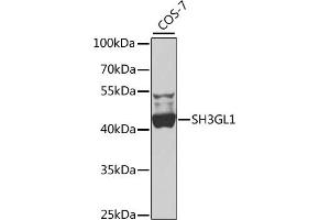 Western blot analysis of extracts of COS-7 cells, using SH3GL1 antibody  at 1:1000 dilution. (SH3GL1 anticorps  (AA 219-368))