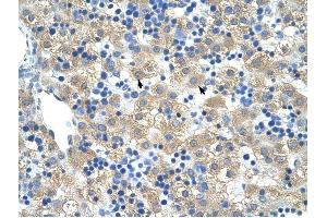 FERD3L antibody was used for immunohistochemistry at a concentration of 4-8 ug/ml to stain Hepatocytes (arrows) in Human Liver. (FERD3L anticorps  (N-Term))