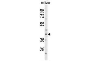 Western blot analysis of CEBPA Antibody (C-term) in mouse liver tissue lysates (35µg/lane). (CEBPA anticorps  (C-Term))