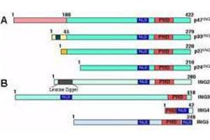 Panel A shows the four isoforms of ING1 generated by alternative splicing.