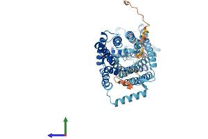 AlphaFold protein structure predicition of Mouse Recombinant Slc7a10 Protein, UniprotID P63115